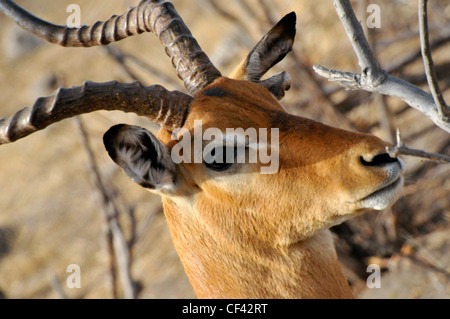 Antilope mâle en Afrique, Savuti, Maun, Moremi, Xakanaxa Banque D'Images