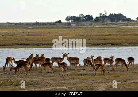 Troupeau Impala au Botswana Banque D'Images