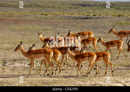 Troupeau d'impalas femelles en Afrique, Savuti, Maun, Moremi, Xakanaxa Banque D'Images