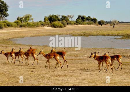 Troupeau Impala en Afrique, Savuti, Maun, Moremi, Xakanaxa Banque D'Images