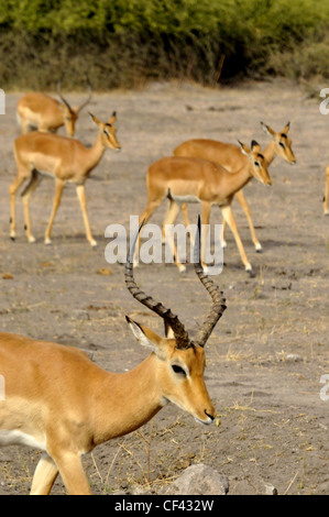 Impala en Afrique Banque D'Images