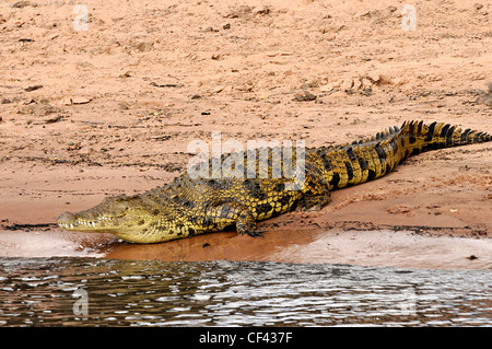 La rivière Okavango crocodile. Banque D'Images
