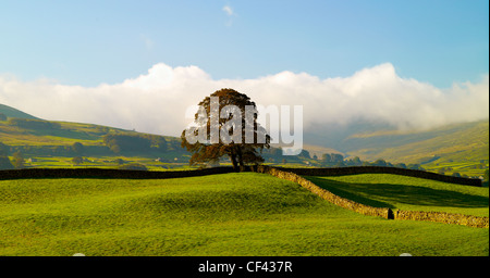 Les murs de pierres sèches traditionnelles dans Wensleydale dans le Yorkshire Dales. Banque D'Images