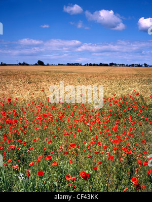 Des coquelicots sauvages bordant un champ d'orge. Banque D'Images