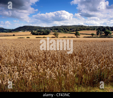 Un champ de blé près de maturation Bulkeley. Banque D'Images