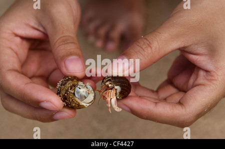 Libre d'un ermite (Pagurus bernhardus, Eupagurus bernhardus) sur la plage à Unawatuna, Sri Lanka Banque D'Images