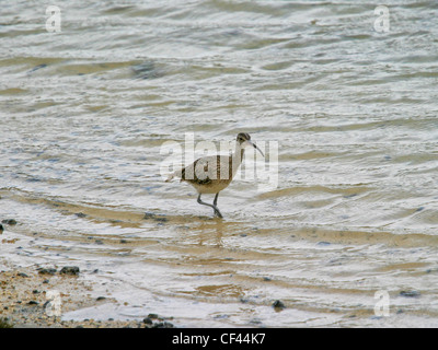 Courlis corlieu (Numenius phaeopus) nourrir le long de la rive de l'île Maurice Banque D'Images