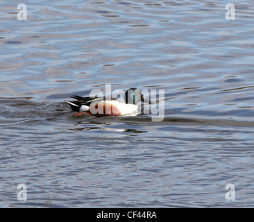 Le Canard souchet mâle en plumage d'été canard Banque D'Images