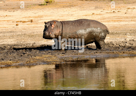 Hippo sur les rives de la rivière Chobe, au Botswana, l'Afrique Banque D'Images