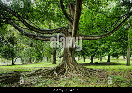 Giant figuier (Ficus religiosa) à Kandy, Sri Lanka Banque D'Images