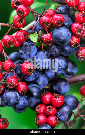 Fruits du Bocage - aubépine et prunelle, noir et rouge UK Banque D'Images