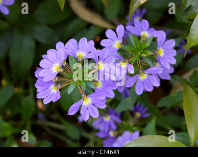 Fan de fleurs ou fleurs pourpre, Scaevola aemula Fanfare, Goodeniaceae. L'Australie et la Tasmanie. Banque D'Images