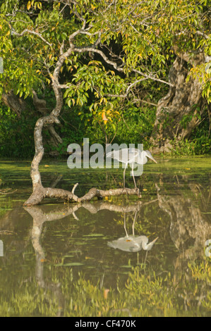 Héron cendré (Ardea cinarea de réflexion), Parc national de Yala, au Sri Lanka Banque D'Images