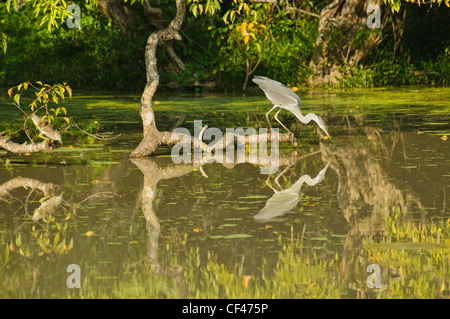 Héron cendré (Ardea cinarea de réflexion), Parc national de Yala, au Sri Lanka Banque D'Images