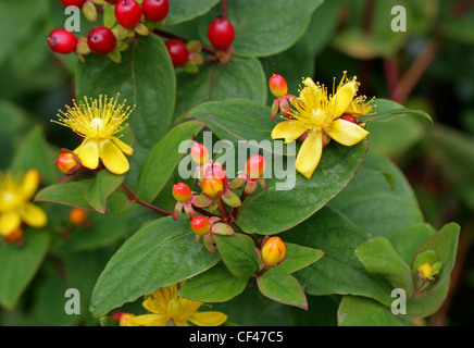 Tutsan, Hypericum androsaemum, Hypericaceae. Europe. Banque D'Images