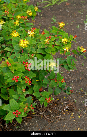 Tutsan, Hypericum androsaemum, Hypericaceae. Europe. Banque D'Images