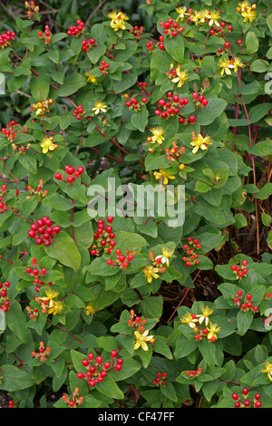 Tutsan, Hypericum androsaemum, Hypericaceae. Europe. Banque D'Images