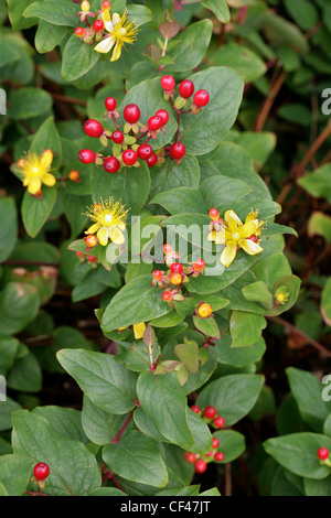 Tutsan, Hypericum androsaemum, Hypericaceae. Europe. Banque D'Images