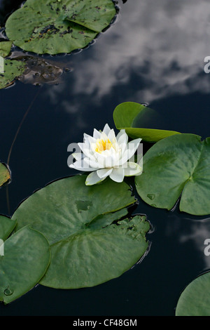 Nénuphar odorant, Nymphaea odorata, Nymphaeaceae. Sud-est de l'USA. Banque D'Images