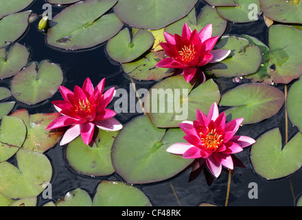 Giverny Red Hardy Water Lily, Nymphaea 'Laydekeri Fulgens', Nymphaeaceae. Banque D'Images