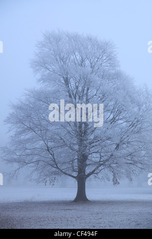 Misty tilleul (Tilia x vulgaris) recouvert de hoare frost, Cambridgeshire, Angleterre, Grande-Bretagne, Royaume-Uni Banque D'Images