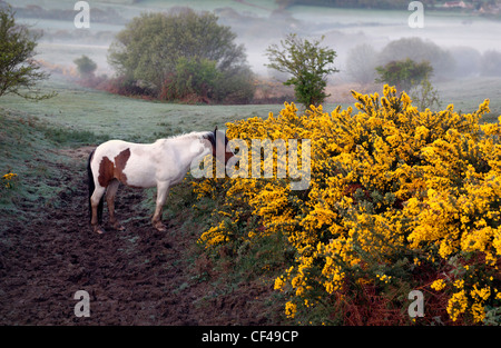 Un poney sauvage de pâturage matin de printemps sur la commune Corfe Castle. Banque D'Images