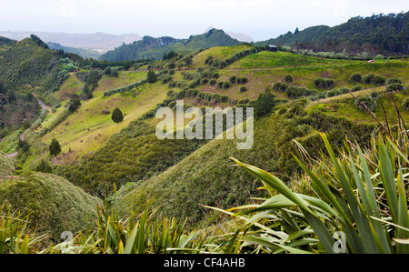 L'île de Sainte-Hélène dans l'Atlantique Sud vue mer à partir de Diana's Peak montrant sur le flanc de la culture du lin Banque D'Images
