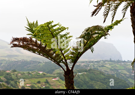 Fougère arborescente et afficher de Diana's Pic St Helena Island dans le sud de l'Océan Atlantique Banque D'Images