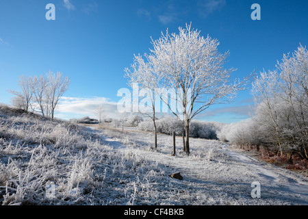 Givre dans les collines de Mendip. Le Somerset. L'Angleterre. UK. Banque D'Images