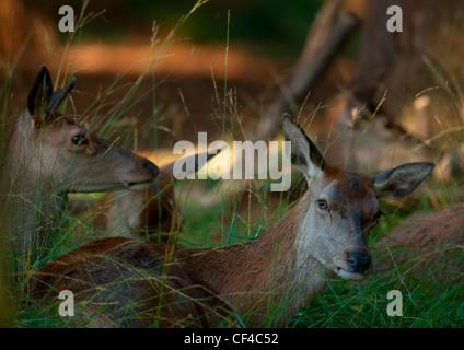 Troupeau de RED DEER HINDS CERVUS ELAPHUS FIXANT parmi l'HERBE DANS RICHMOND PARK Banque D'Images