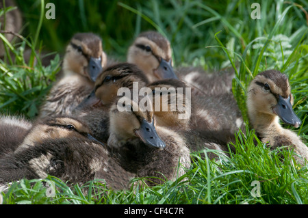 Les CANETONS DE GROUPE Anas platyrhynchos reposant sur l'HERBE Banque D'Images