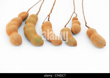 Tamarindus indica . Fruits de tamarin / gousses sur fond blanc Banque D'Images