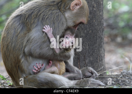 Mère et bébé macaque Banque D'Images