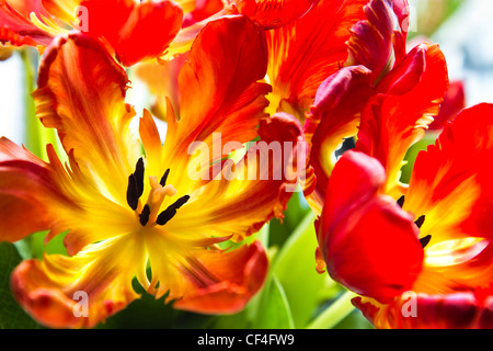 Tulipes perroquet drôle - fleurs de printemps avec 5 pétales tordus et dans des couleurs vives - horizontal image Banque D'Images