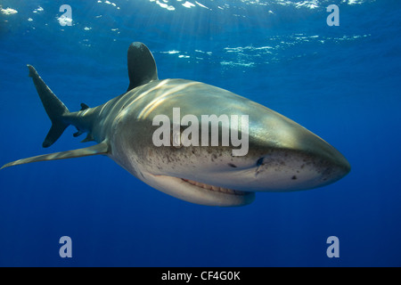 Libre d'un requin océanique Banque D'Images