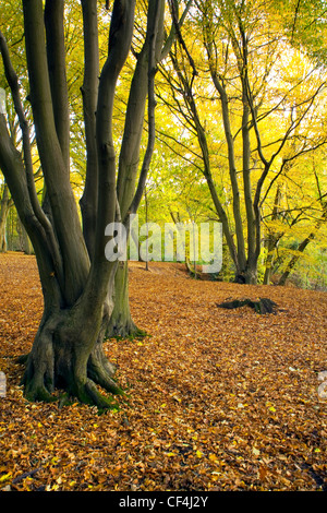 Les beaux tons dorés de l'automne dans une forêt dans le Suffolk. Banque D'Images