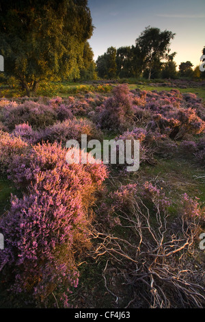 Sutton Heath fait partie de l'Sandlings landes qui s'étendent le long de la côte du Suffolk Ipswich à Lowerstoft. Cette lande hab Banque D'Images