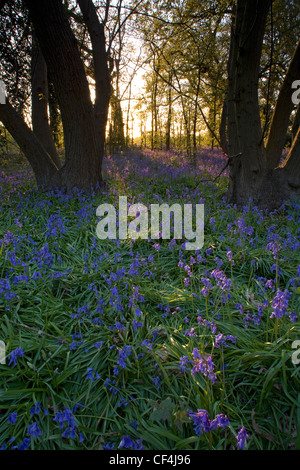 Un tapis de jacinthes dans une forêt dans le Suffolk. Banque D'Images