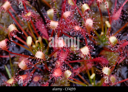 La belle oblongues-leaved sundew UK Banque D'Images