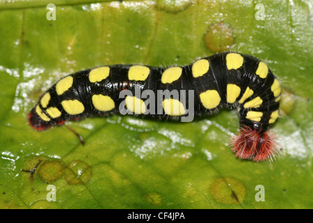 Chenille de l'hespérie néotropicale papillon a.k.a. deux barré Flasher (astraptes fulgerator) au Costa Rica Banque D'Images