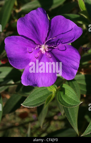 Fleur princesse alias Tibouchina urvilleana Bush gloire qui est originaire de Brésil Banque D'Images