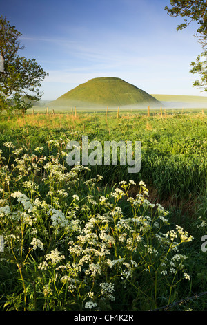 Silbury Hill, un monticule artificiel de la craie, le plus haut par l'homme préhistorique mound en Europe, sur un matin d'été, avec parsl vache Banque D'Images