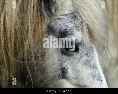 Piebald,poney,vue de côté tête, Close up Banque D'Images