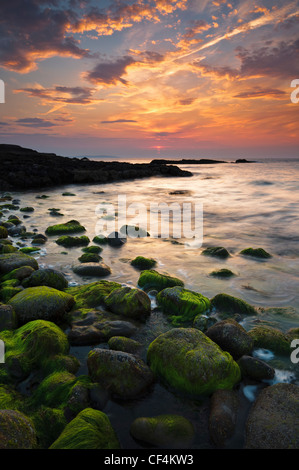 Coucher de soleil sur des roches couvertes d'algues vertes à Penmon Point sur l'île d'Anglesey. Banque D'Images