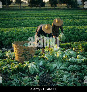 La récolte du chou chinois dans le champs de légumes dans les plaines centrales de la Thaïlande Banque D'Images