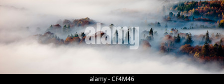 Arbres entourés de brumes lourdes par un froid matin d'automne dans le Lake District. Banque D'Images