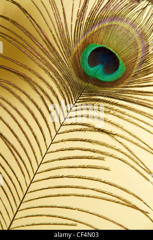 Une plume de paon iridescent photographié sur un fond crème pâle Banque D'Images