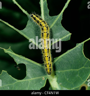 Grand papillon blanc (Pieris brassicae) sur feuille de chou endommagé Banque D'Images