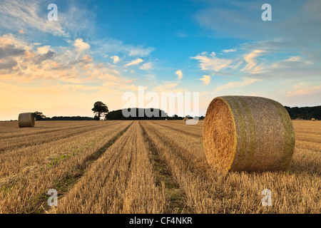 Bottes de foin dans un champ à Norfolk sur une soirée d'été. Banque D'Images