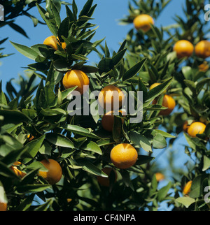 Clementine (Citrus reticulata) fruits sur les arbres près de Valence, Espagne Banque D'Images